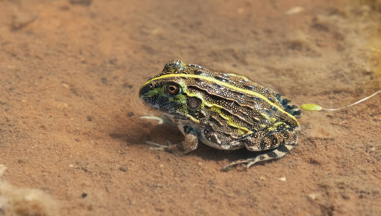 facts about the African Bullfrog