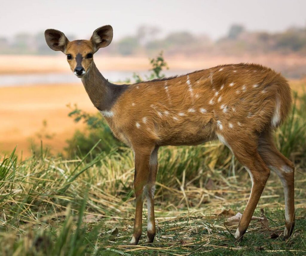 facts about the bushbuck