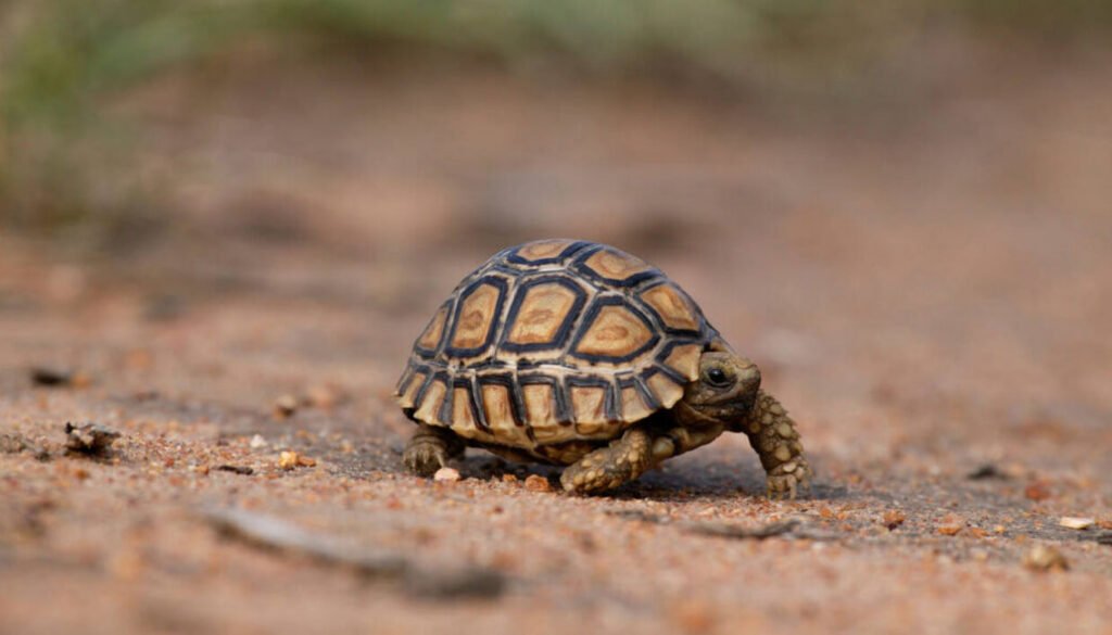 facts about the Leopard Tortoise