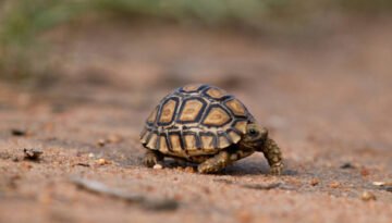 facts about the Leopard Tortoise