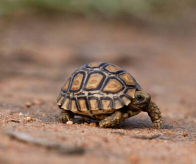 facts about the Leopard Tortoise
