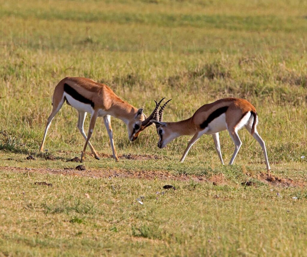 facts about the thomson's gazelle
