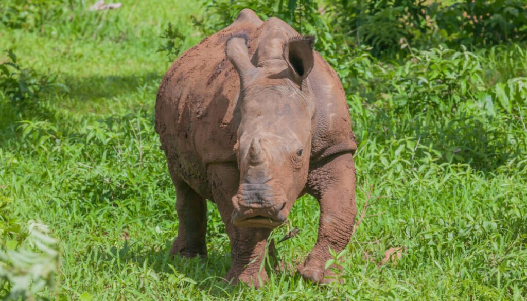 facts about white rhinos