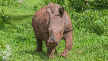 facts about white rhinos