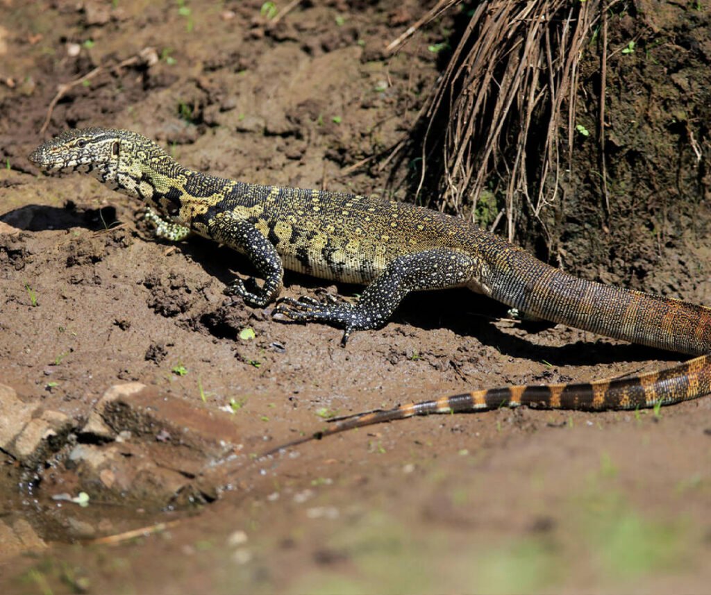 facts about the Nile Monitor