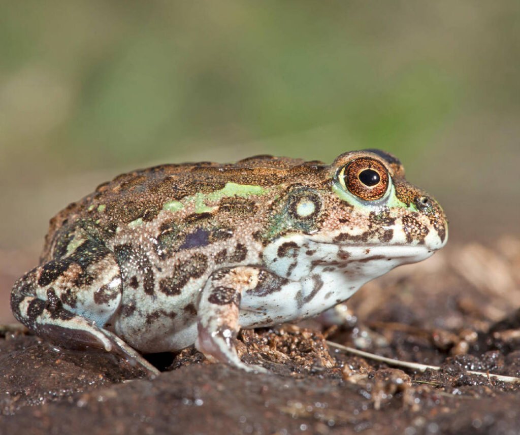 facts about the African Bullfrog