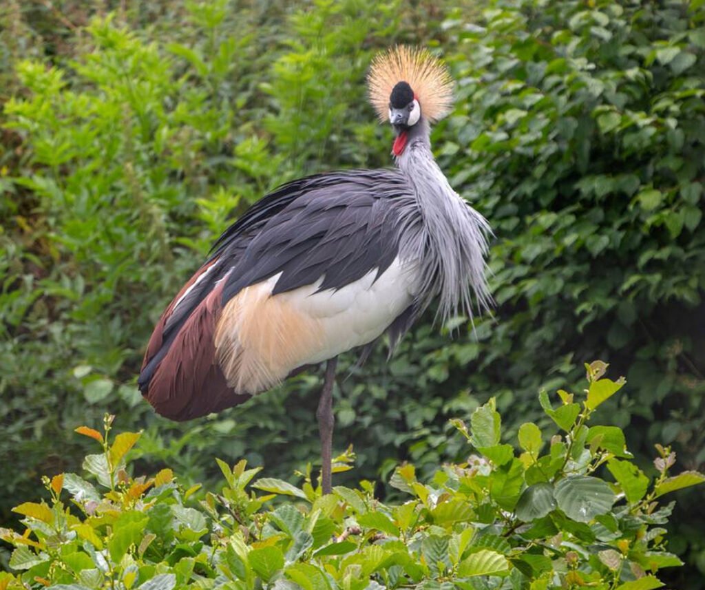 facts about the flamingo
