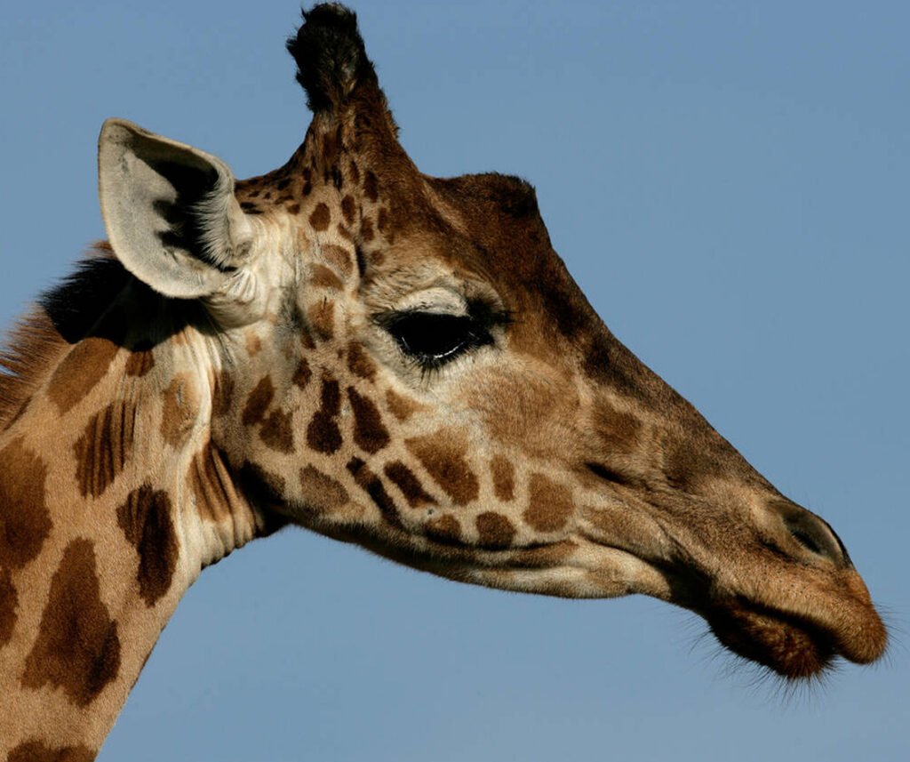 facts about northern giraffe