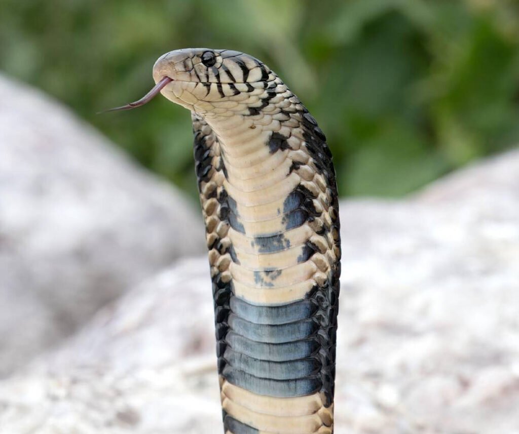 facts about the Forest Cobra