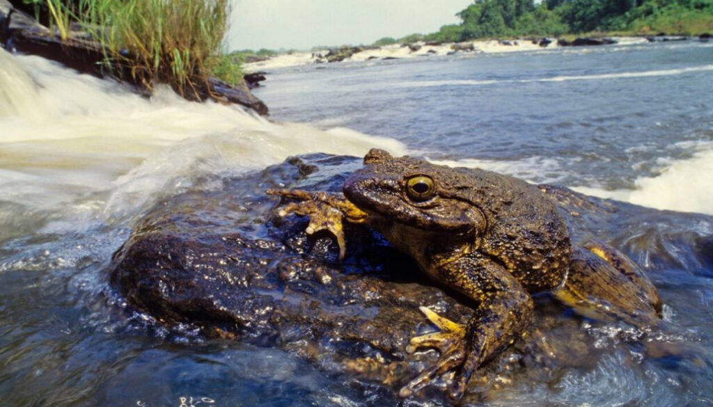 facts about the Goliath Frog