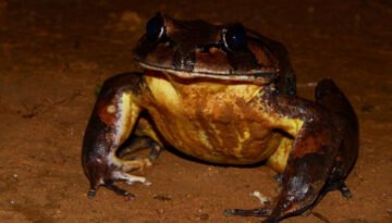 facts about the Hairy Frog