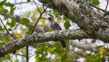 facts about the Hinde’s Babbler