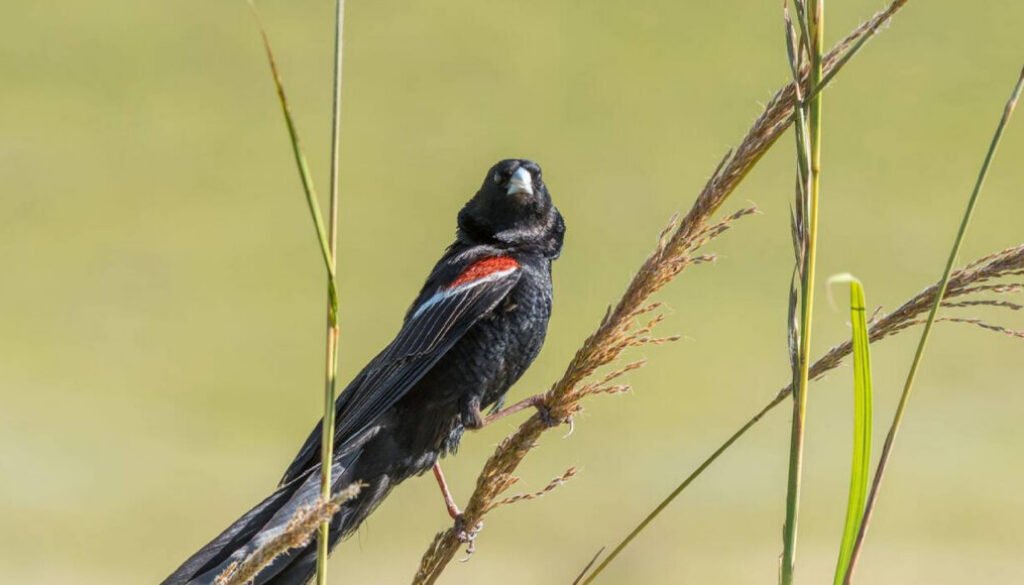 facts about the Jackson’s Widowbird
