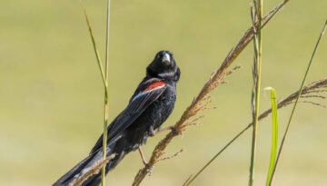 facts about the Jackson’s Widowbird