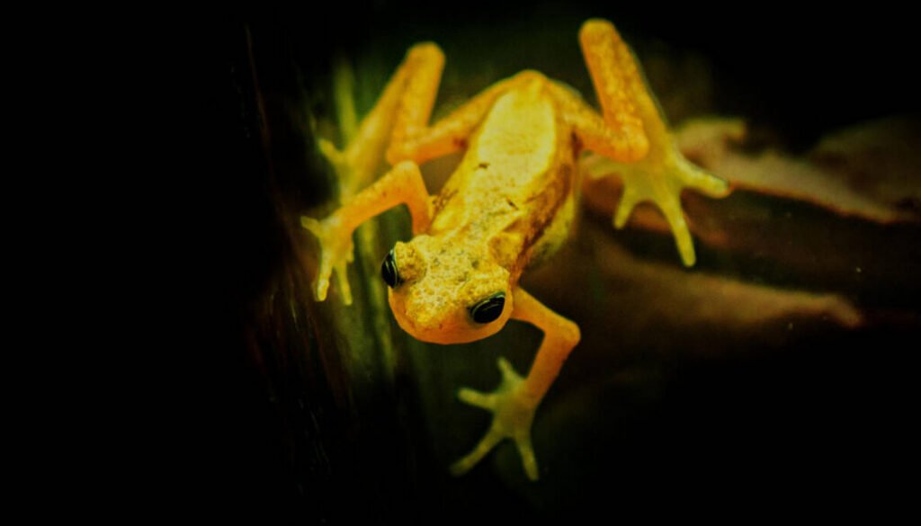 facts about the Kihansi Spray Toad