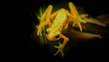 facts about the Kihansi Spray Toad