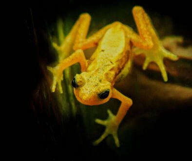 facts about the Kihansi Spray Toad