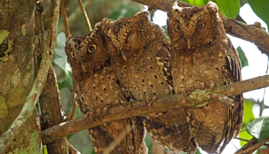 facts about the Sokoke Scops Owl