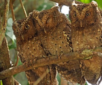facts about the Sokoke Scops Owl