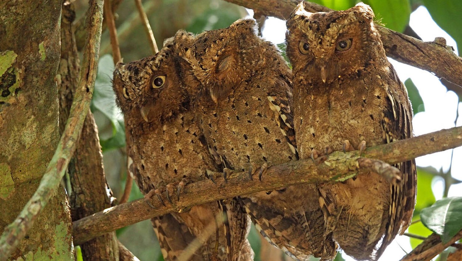 facts about the Sokoke Scops Owl