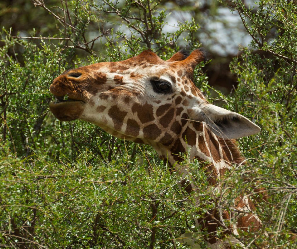 facts about the reticulated giraffe
