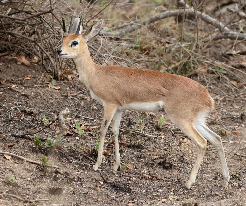 facts about the steenbok 