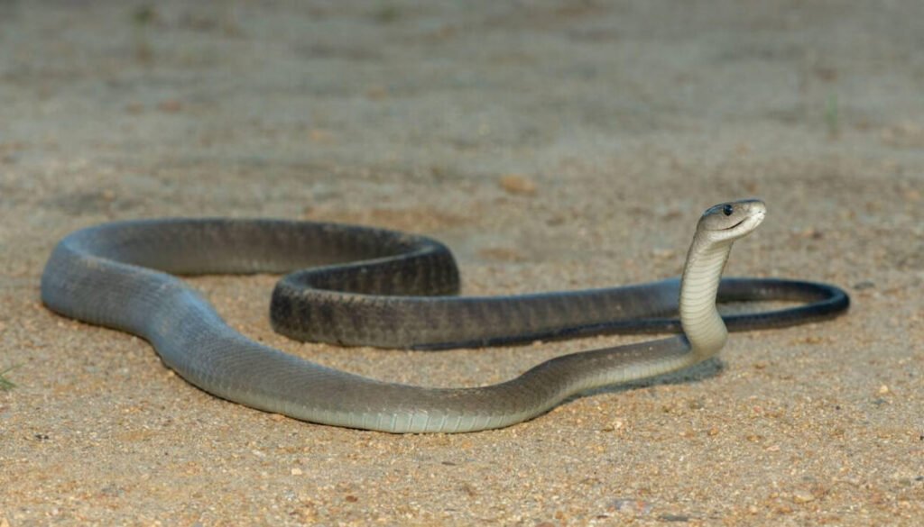 facts about the Black Mamba