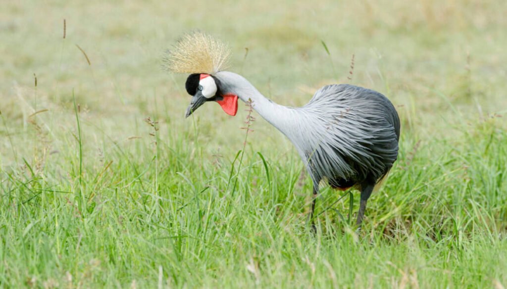facts about the flamingo