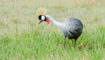 facts about the flamingo