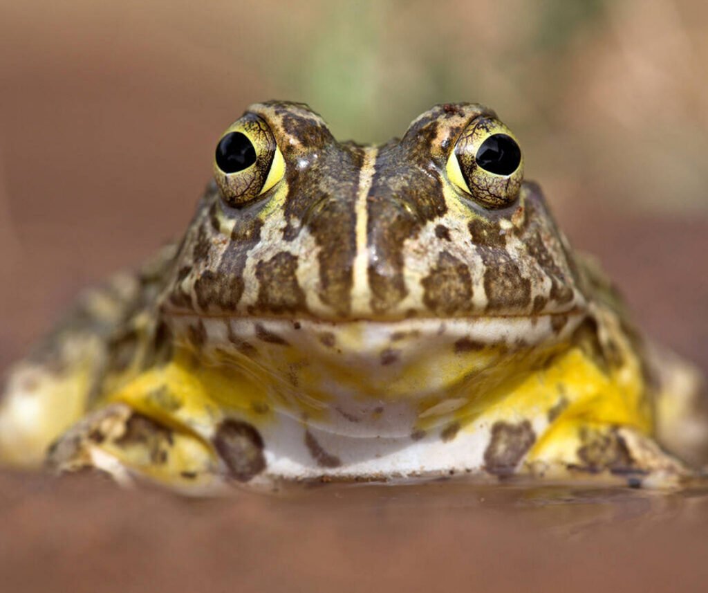 facts about the African Bullfrog