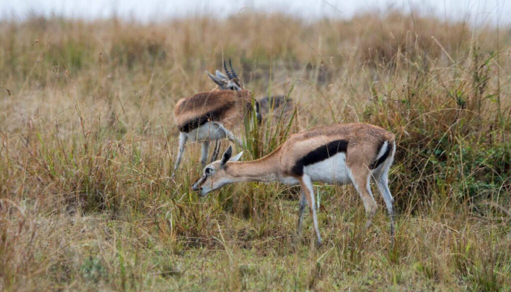 facts about the thomson's gazelle