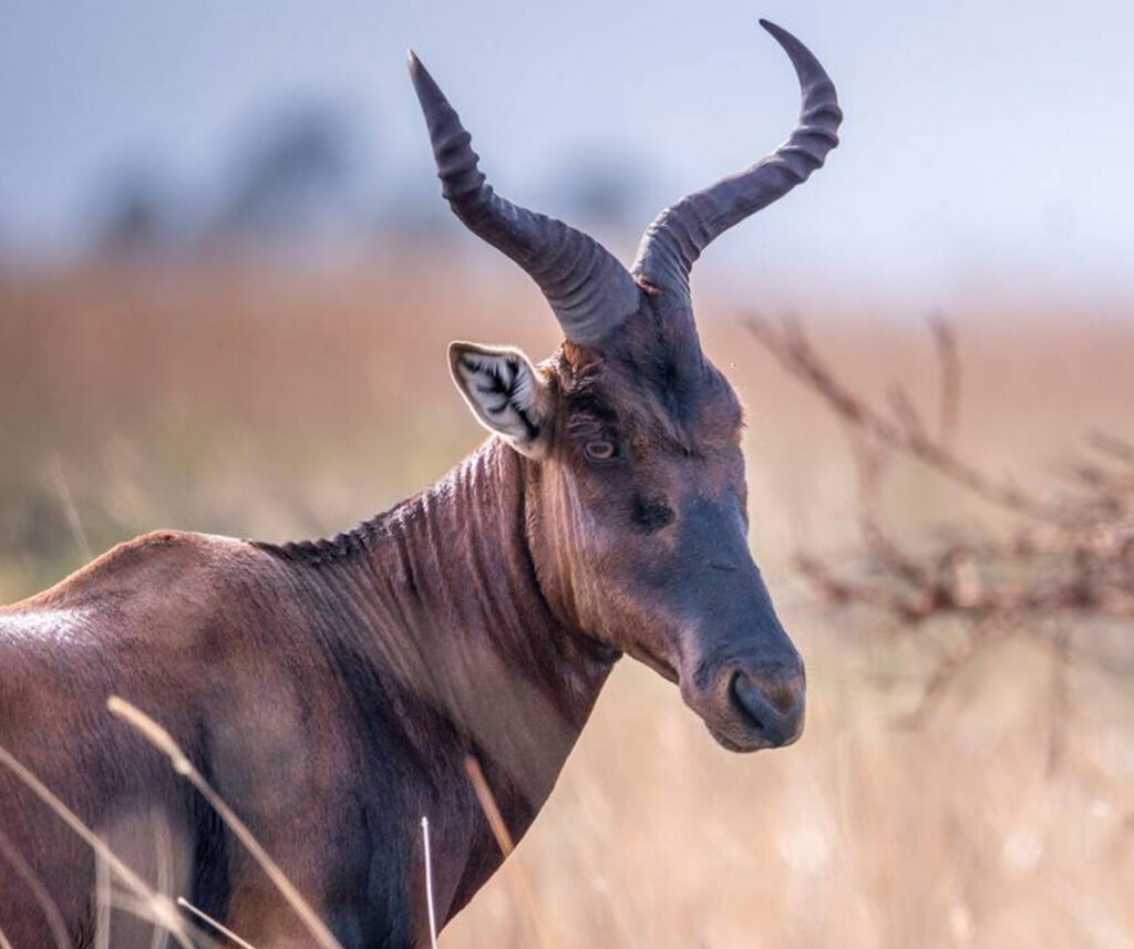 facts about the hartebeest
