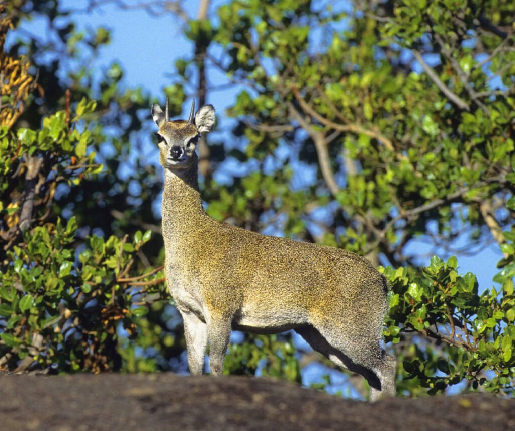 facts about the klipspringer
