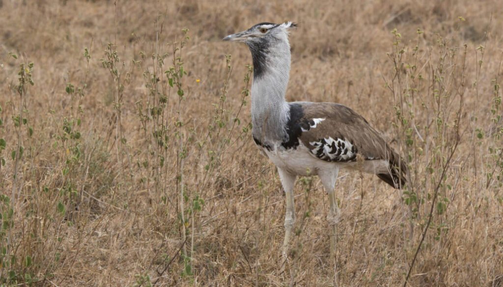 facts about the Kori Bustard