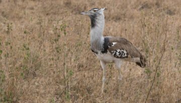 facts about the Kori Bustard