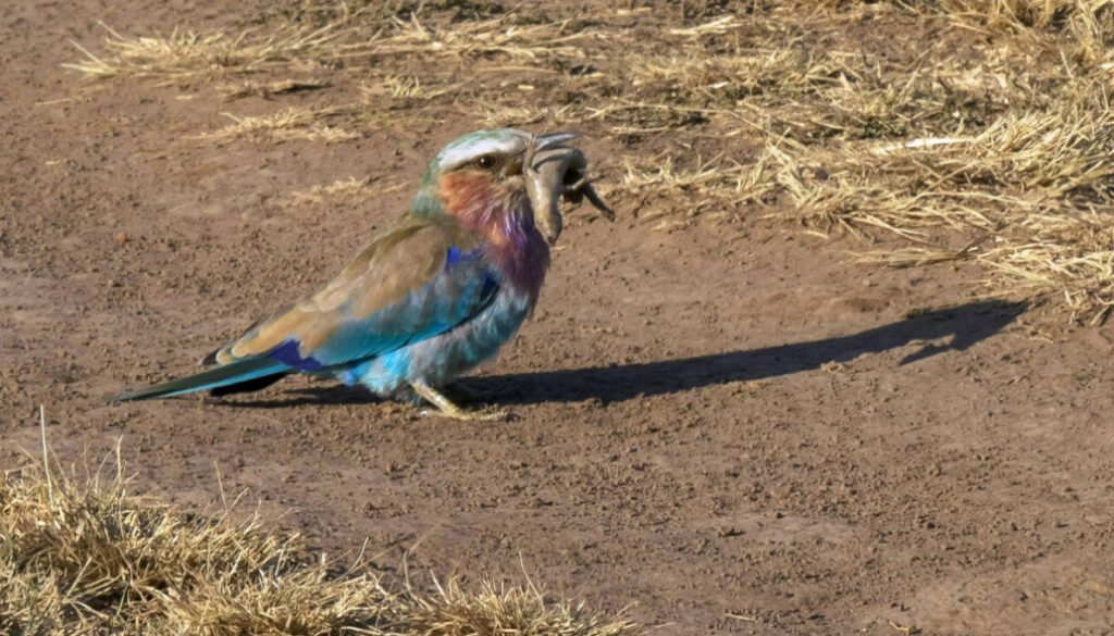 Lilac Breasted Roller