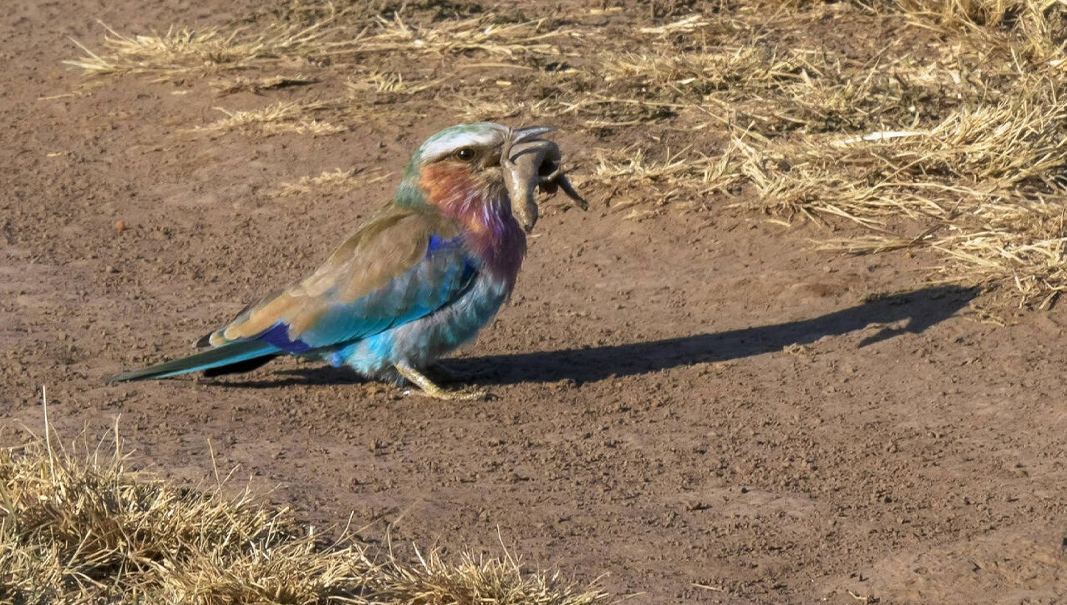 Lilac Breasted Roller