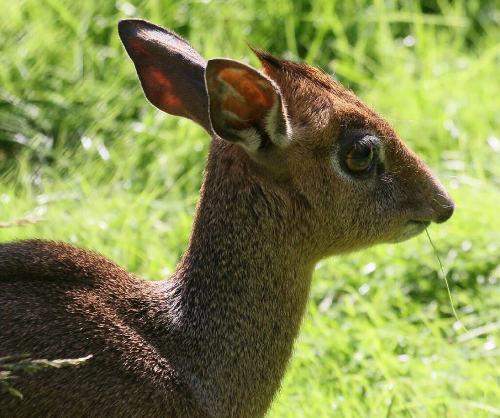 facts about the dik-dik