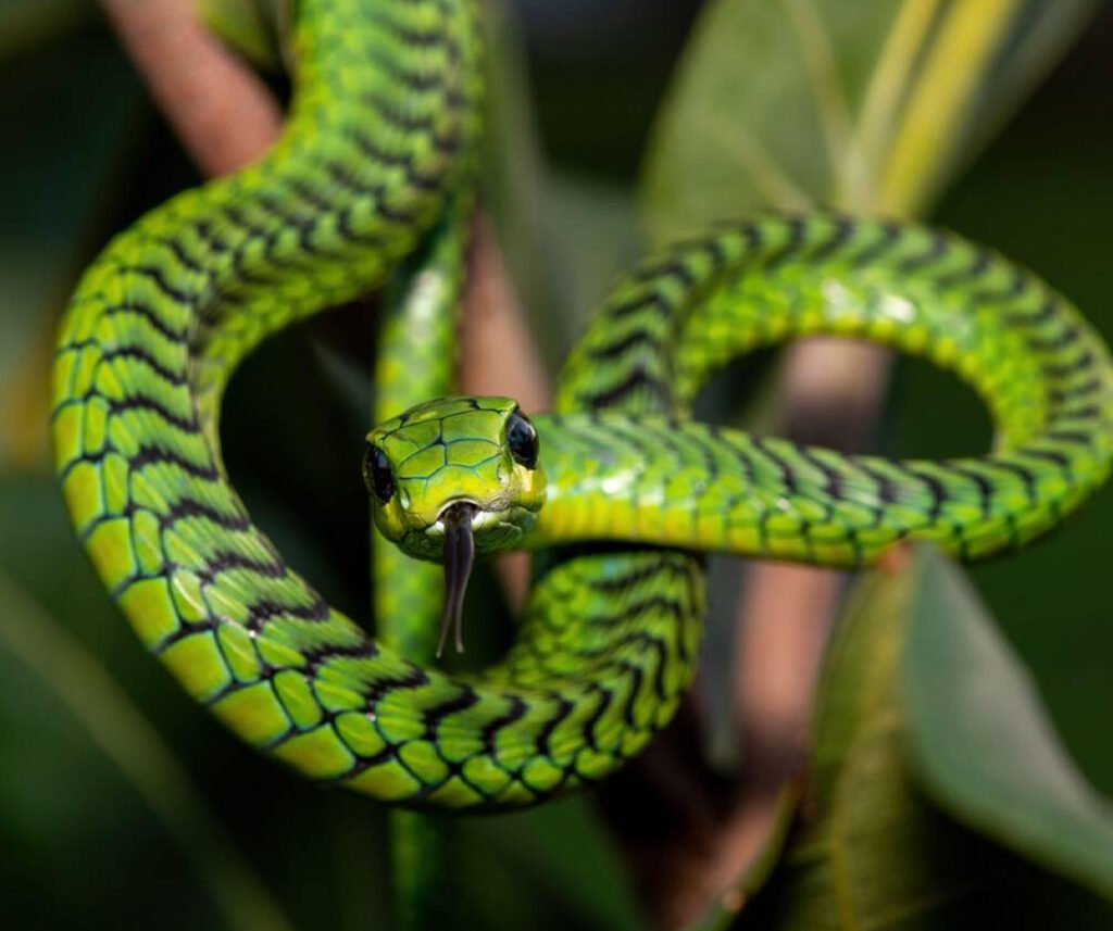 venomous adult male boomslang