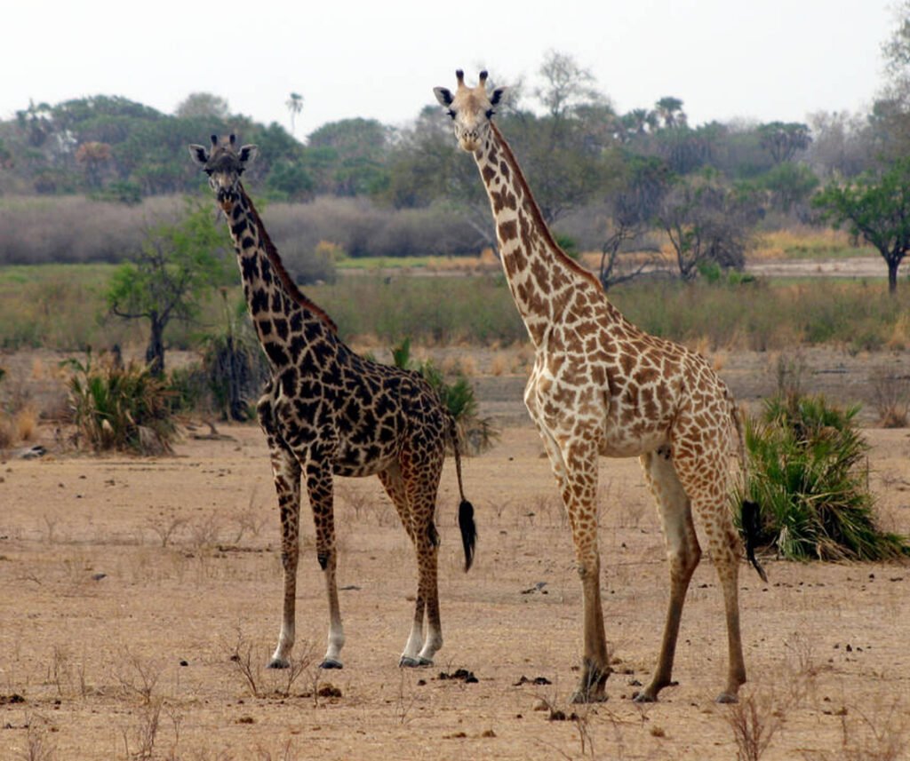 facts about northern giraffe