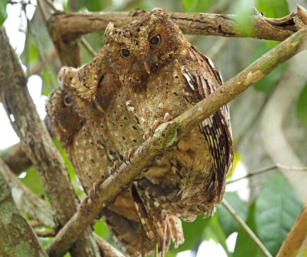 facts about the Sokoke Scops Owl