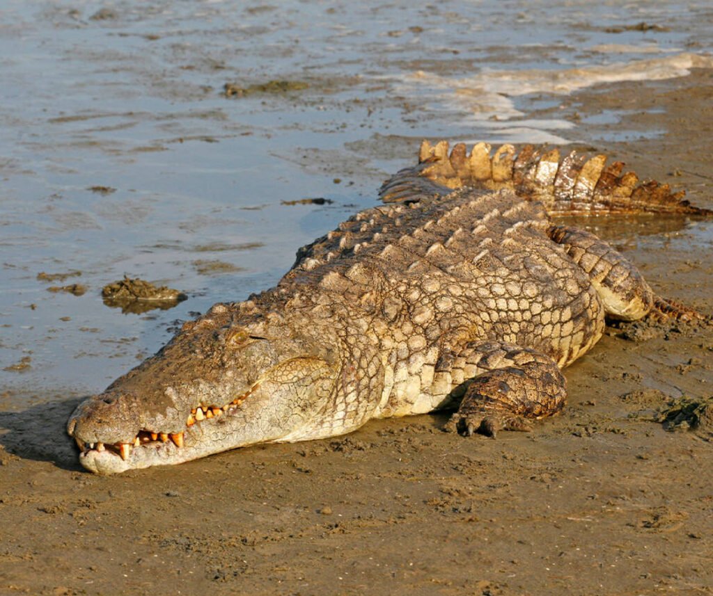 facts about the Nile Crocodile