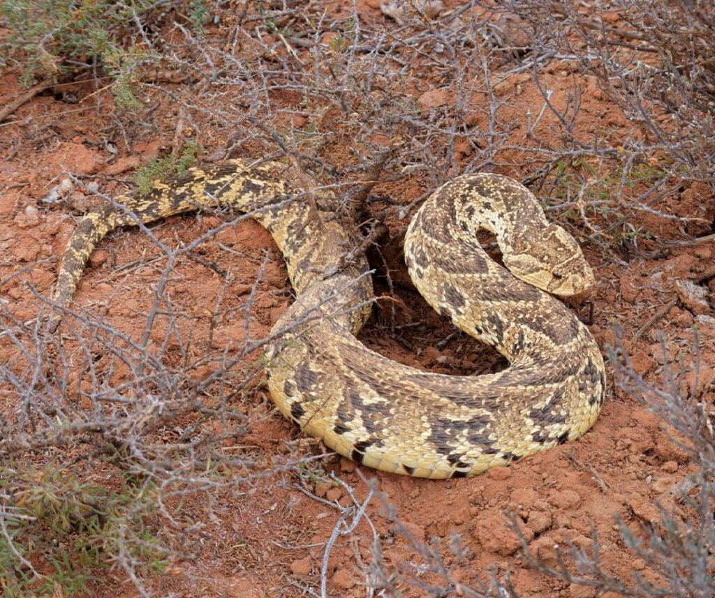 facts about the Puff Adder