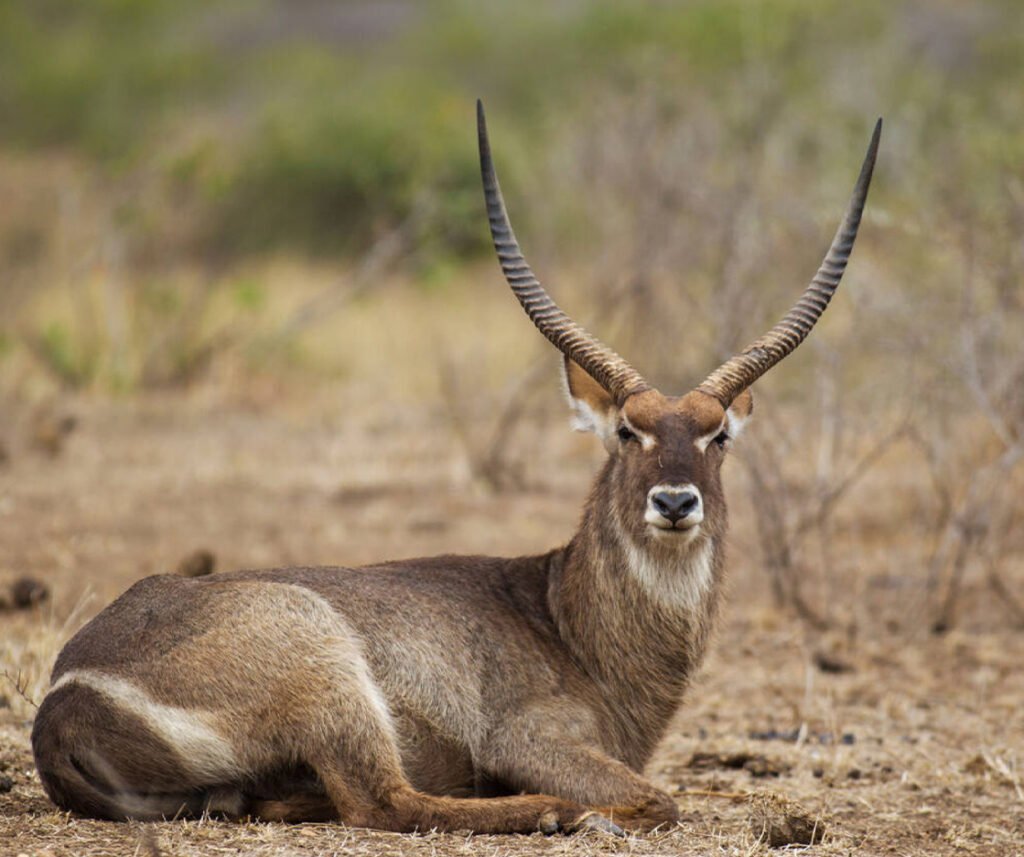 facts about the waterbuck
