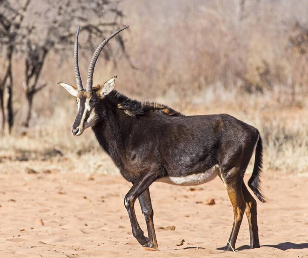 facts about the sable antelope