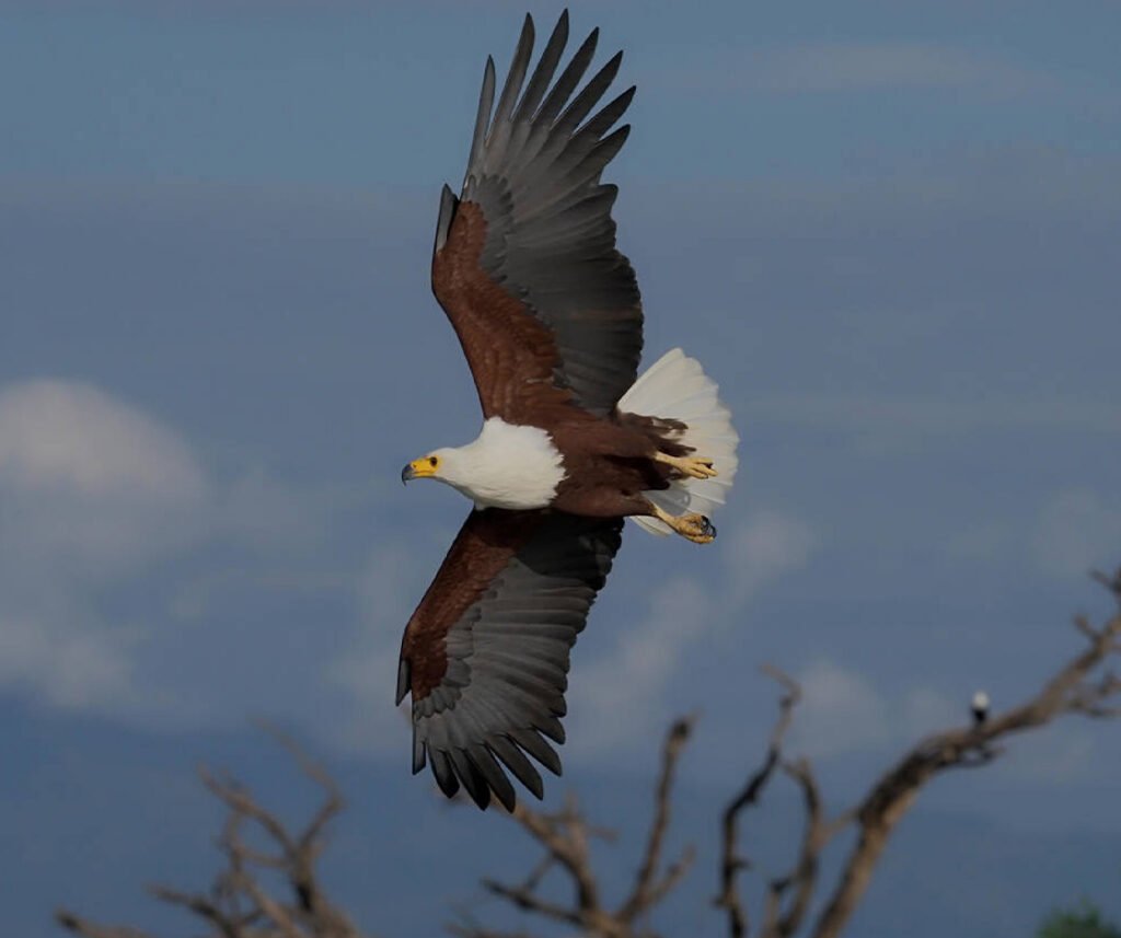 facts about the African fish-eagle