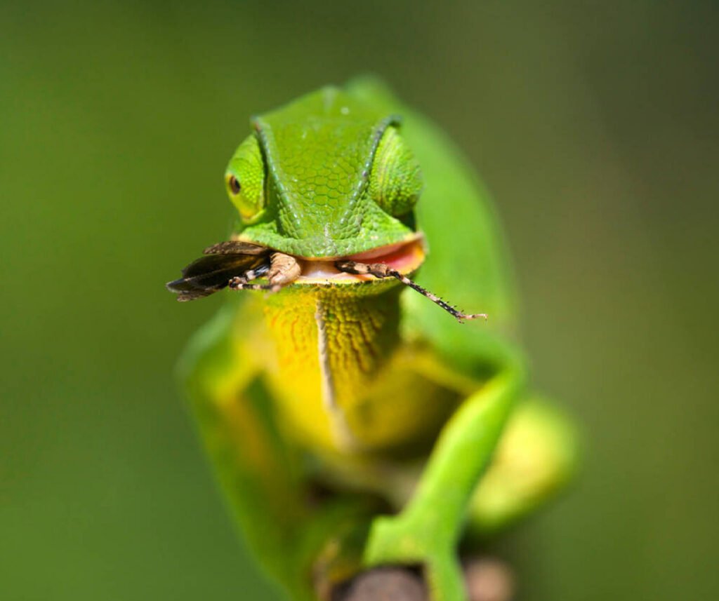 facts about the flap-necked chameleon