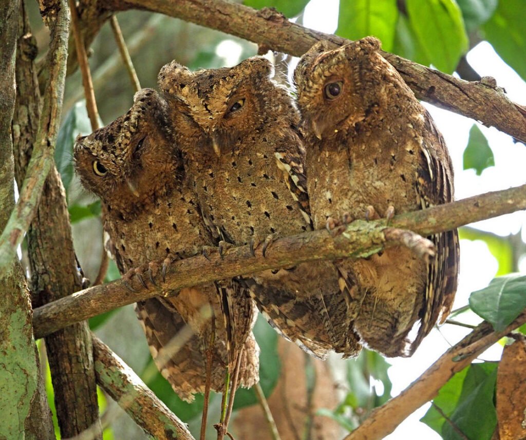 facts about the Sokoke Scops Owl