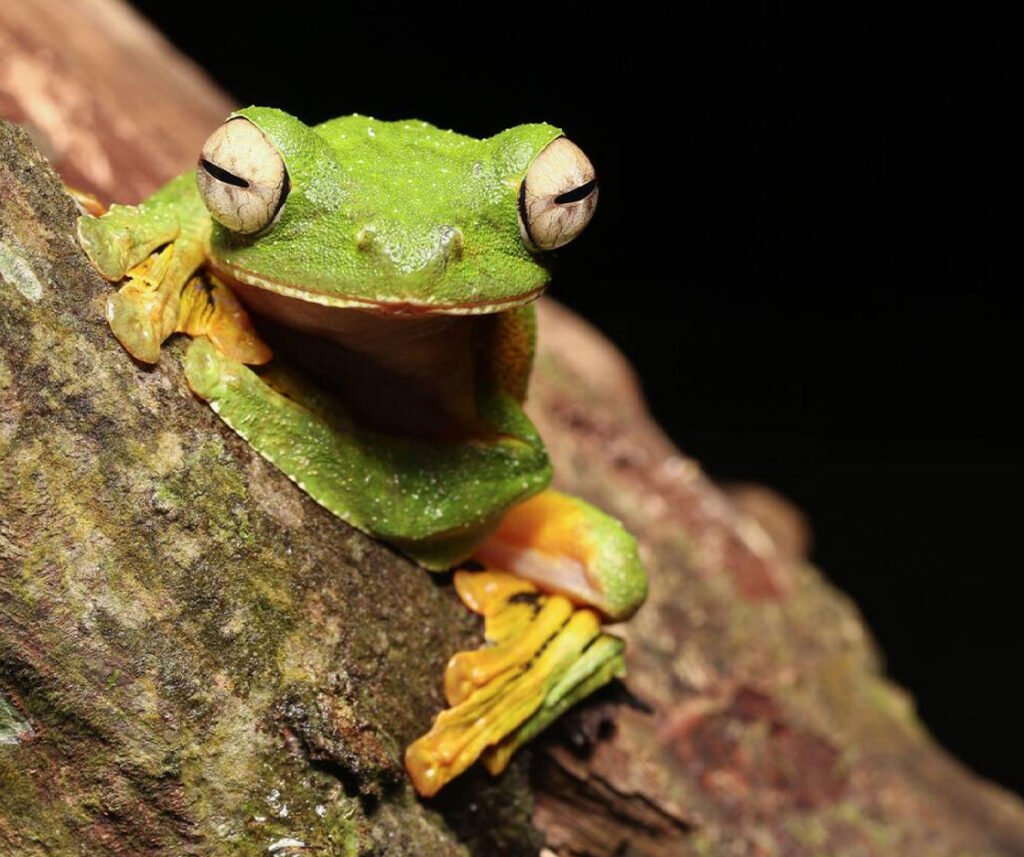 facts about the Wallace’s Flying Frog