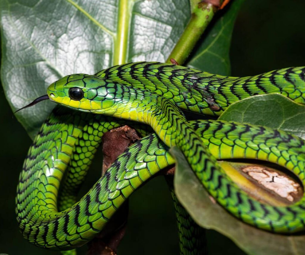 venomous adult male boomslang